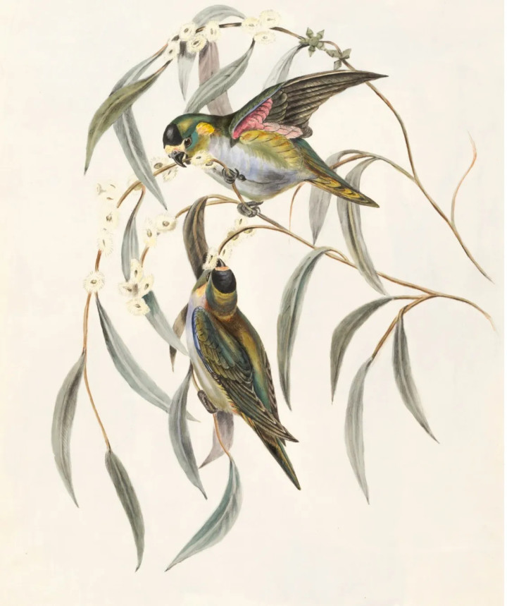 Twenty Four Birds - 2